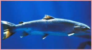 salmonCapture