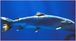 salmon_bCapture