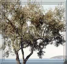 Olive Tree